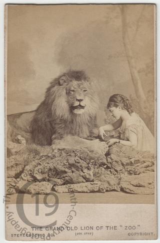 The Old Lion of the Zoo