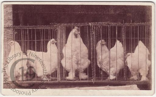 Caged chickens