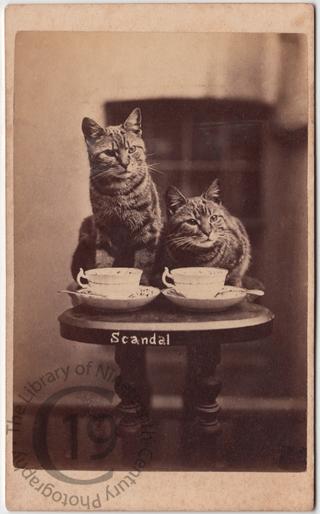 Henry Pointer's cats