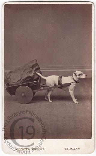 A Jack Russell with a small dog cart