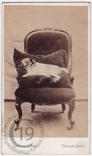 A dead dog on an armchair
