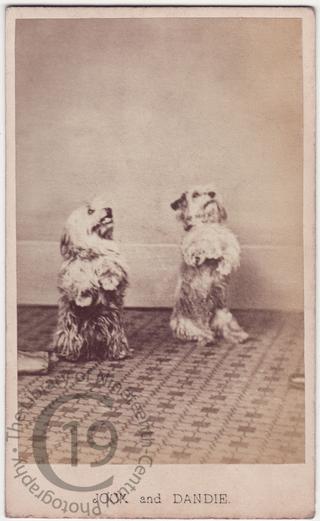'Jock and Dandie'